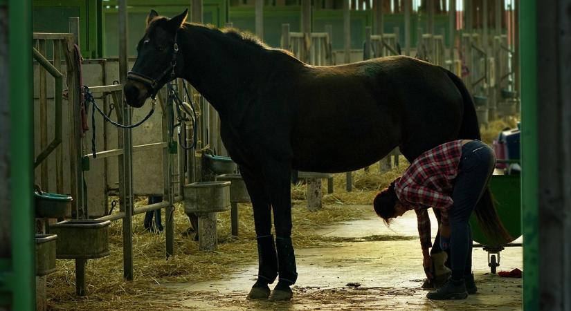 Lóistálló ammóniaszint: 5 jel, hogy túl magas