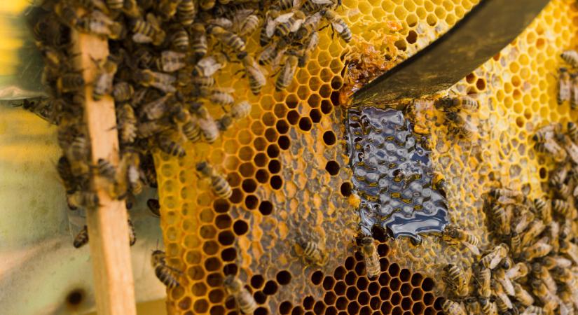 Leteszteltük, ha így tárolja az élelmiszereket, hetekkel tovább elállnak