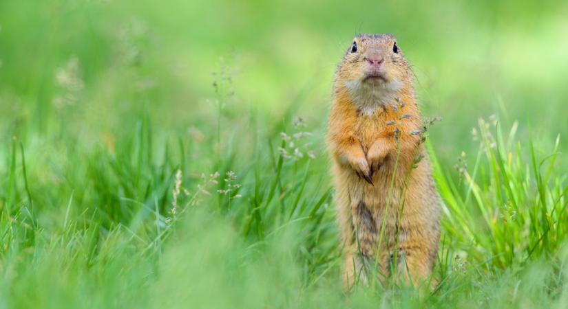 Majdnem kiirtották ezt az állatot itthon: most küzdenek a megmentéséért