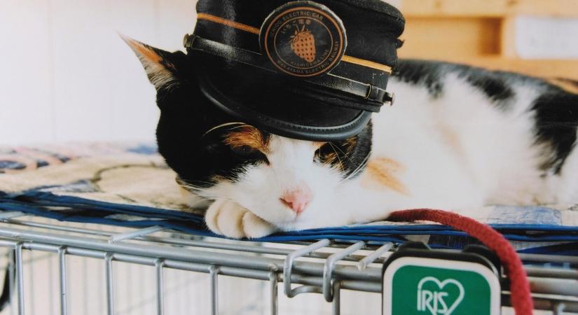 Yontama, a kalikó macska lett a Kishi vasútállomás legújabb főnöke