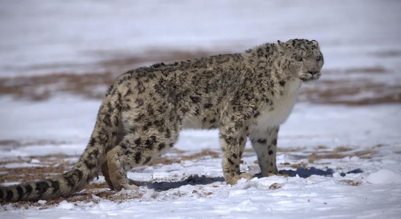 Hópárduc marcangolt egy turistát a síparadicsomban – sokkoló videóval