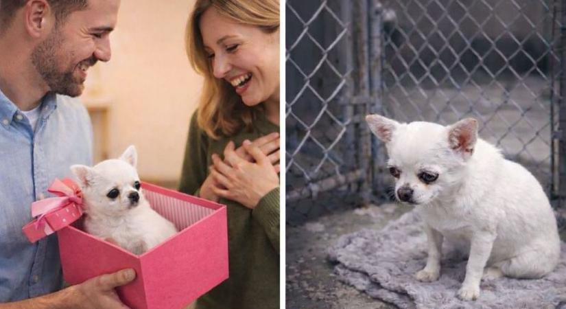 Egy döntés, amely évekre meghatározza egy állat sorsát – felelősség, amiről tudni kell