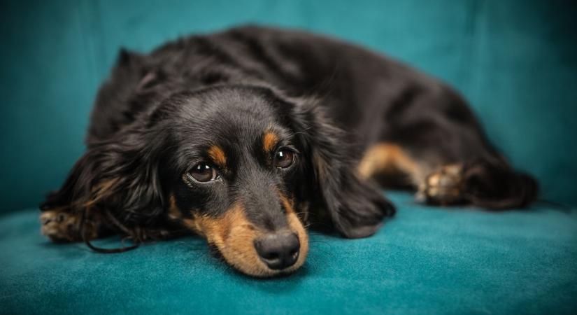 Lakásban tartható kutyafajták: ők jól érzik magukat a házban tartva