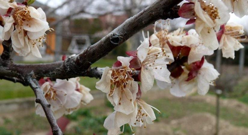 Már benyújthatók a támogatási kérelmek a fagykárkrízis-támogatásra