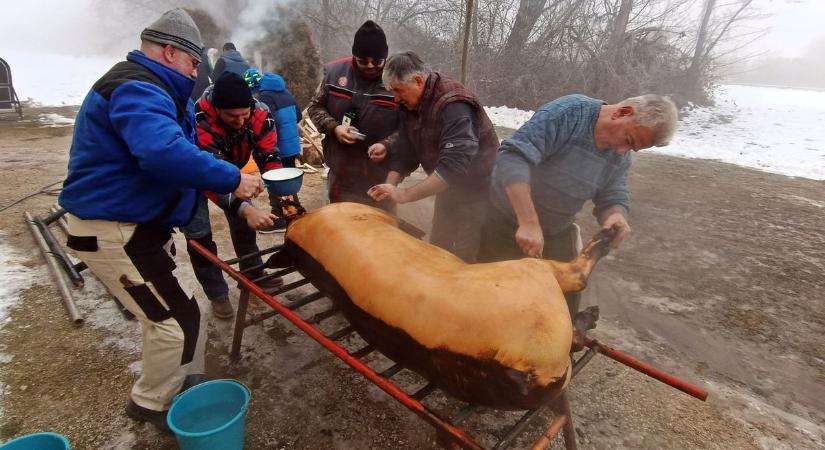 Egy órán belül rendfára került a kétszáz kilós állat (galéria)