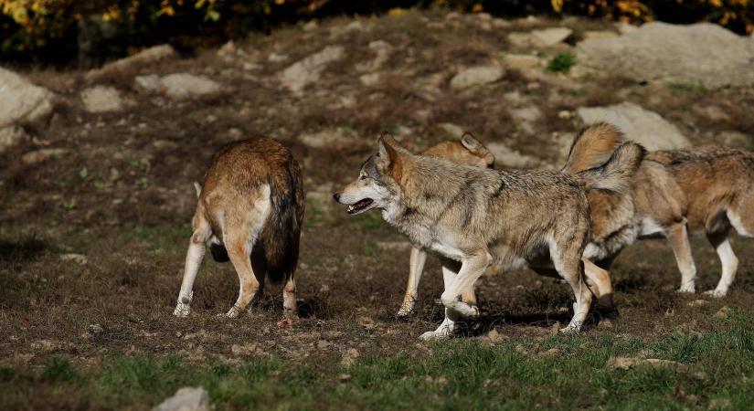 Csernobil mutáns farkasai úgy fejlődtek, hogy túléljék a rákot
