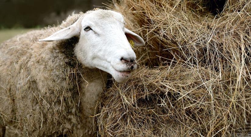 Téli takarmány minőség: a penész 3 „szaga”, amit tanulj meg