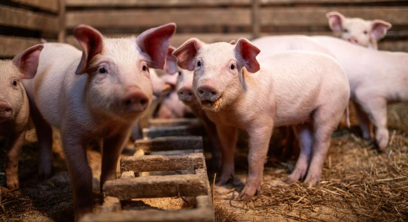 Újabb elemmel bővült a sertéstartók és -tenyésztők támogatása