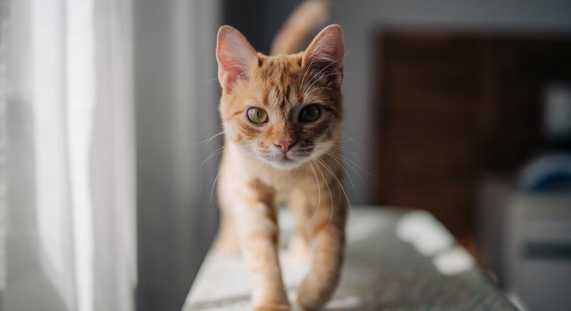 Így hívható be legkönnyebben egy idegen macska is