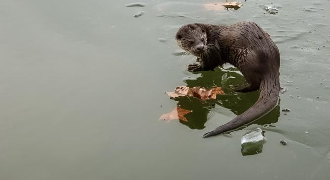 Tilos a jégre menni