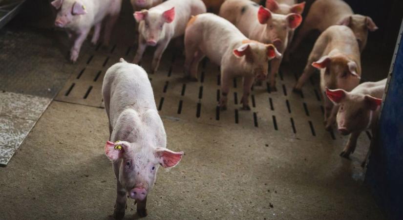 Válságban az állattenyésztés: milliárdos támogatásokkal segíti a kormány a sertéságazatot