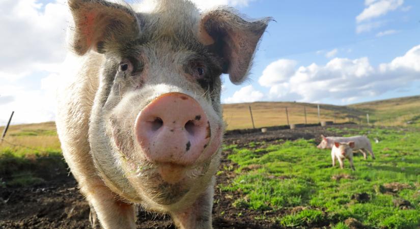 Gödörben a sertéságazat: 2025 sem volt sétagalopp a termelőknek