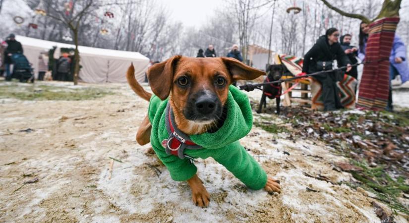 Szakértőt kérdeztünk, kell-e kutyaruha télen az ebekre