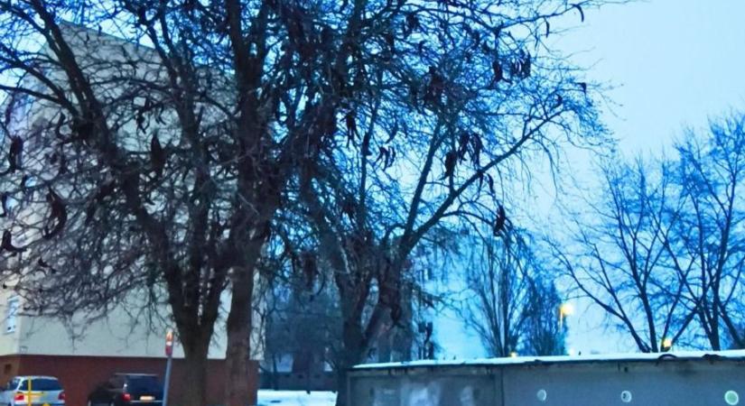 Szolnokon kivágnák a furcsa fákat, a hírük és az egészségi állapotuk miatt robbant ki a vita