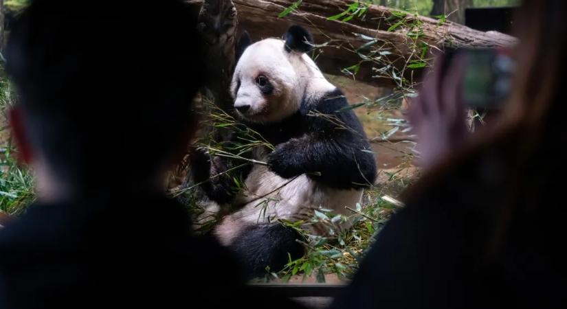 Elbúcsúztak Japán utolsó pandáitól, Kína hazaviszi őket