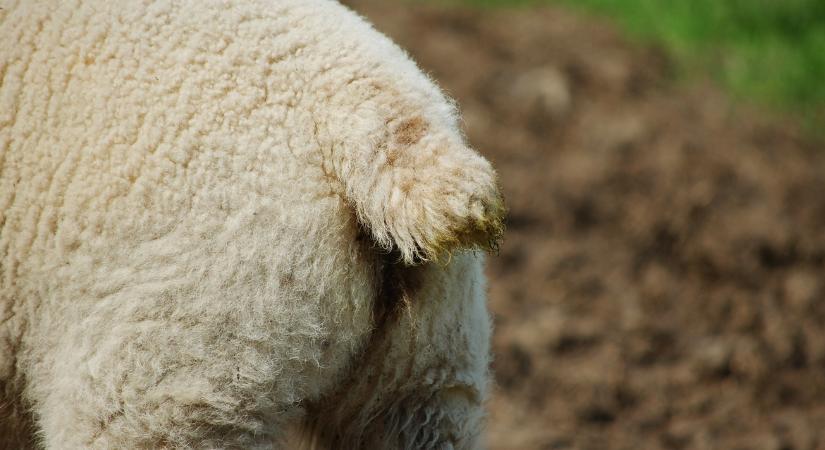 Brit juhtenyésztők: ki döntsön a farokcsonkítás és kasztrálás szabályairól?