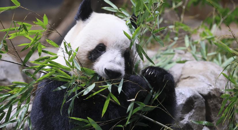 Semmi nem tart örökké: tömegek búcsúztatták Japán utolsó pandáit