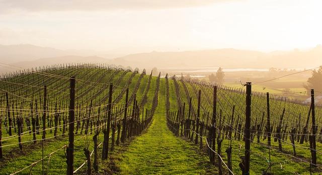 Jó szőlőtermést jósoltak Ópusztaszeren