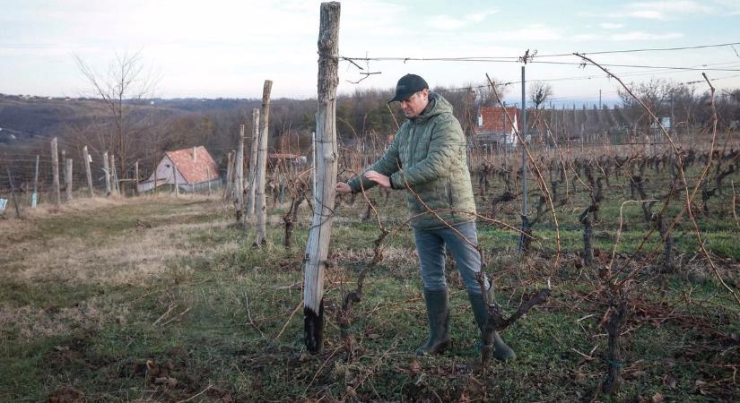 Mi történik az egri szőlőkben? Eltűntek a brigádok, földbe állt a metszés