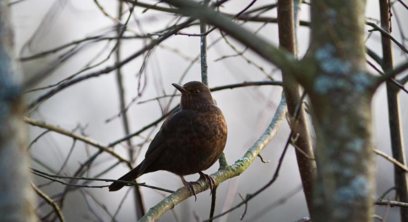 Érkezik a tavaszias áttörés, végleg visszavonulót fúj a tél?