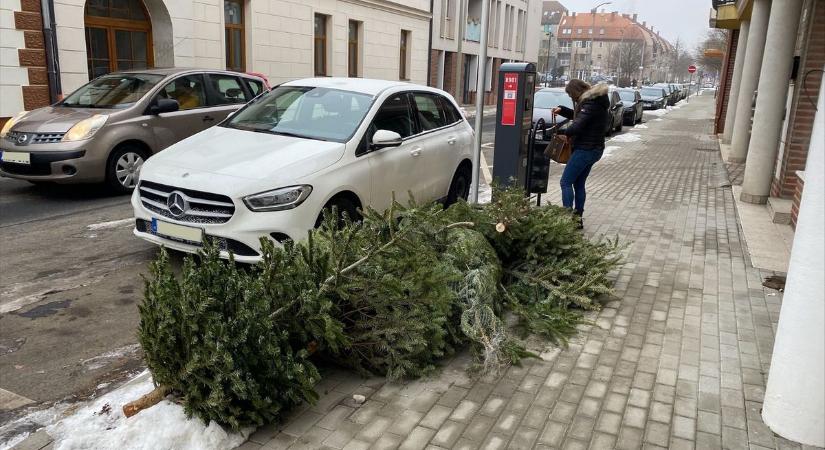 Idén így gyűjtik és szállítják el a karácsonyfákat Zalaegerszegen