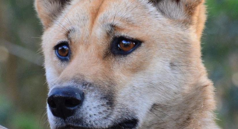 Elaltattak egy dingófalkát Ausztráliában, úgy vélik, közük van egy 19 éves turista halálához