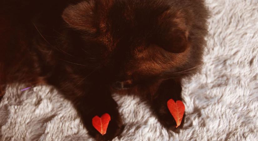 Ezért alszik rajtad a macska – meglepő okok állnak a háttérben