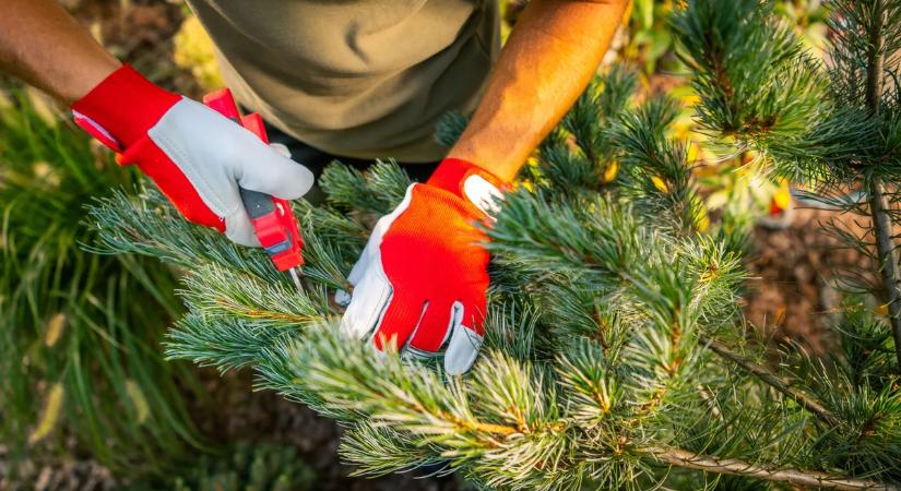 Így készíthetünk fenyő tűlevélből ablaktisztítót