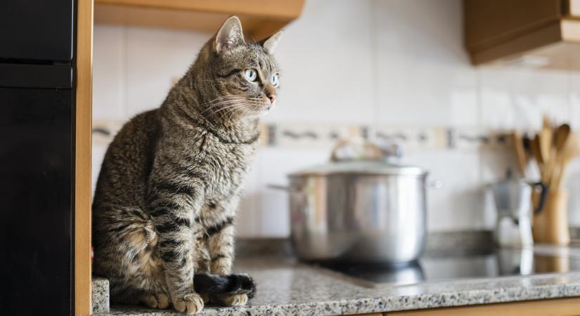 Macska a konyhapulton: miért ugrál fel folyton? – 4 tipp, amellyel leszoktathatod róla