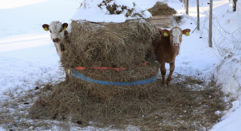 Szarvasmarha téli takarmányozása – rost–energia egyensúly a bendőért
