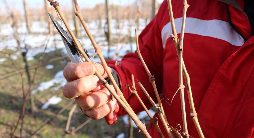A vesszők elárulták, milyen évjáratra számíthatnak a borászok – fotók