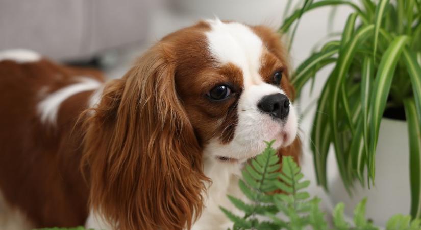 Ismerted ezt a trükköt a kutyaszőrrel? A szobanövényeid imádni fogják!