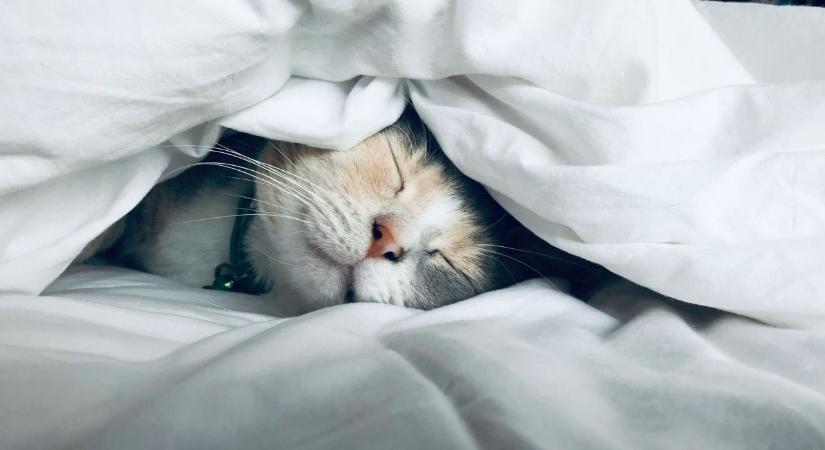 A pszichológia szerint azok az emberek, akik soha nem ágyaznak be, rendelkeznek ezzel a ritka és vonzó tulajdonsággal