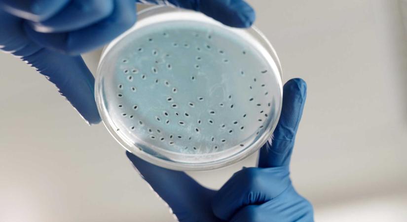 Nem vagy egyedül a testedben: így őrzik a mikrobák az egészségünket