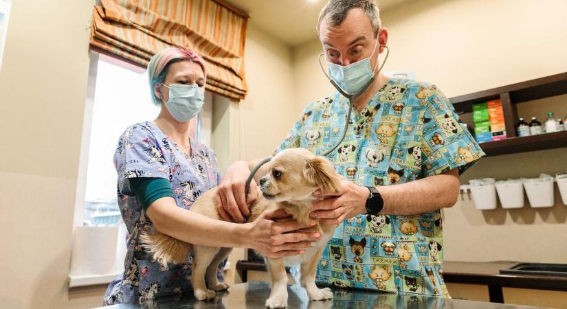 Aláírásgyűjtés indult a győri állatorvosi ügyeletért - Online lehet csatlakozni