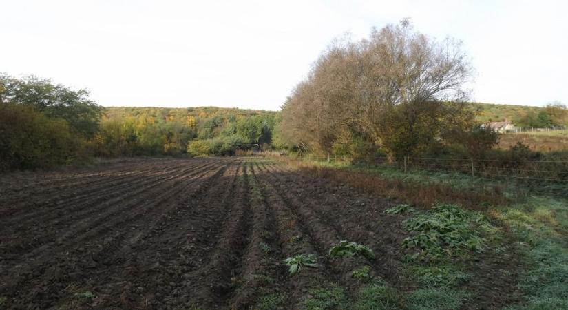 Fillérekért árvereznek egy hatalmas telket Zirc mellett, de van benne egy csavar!