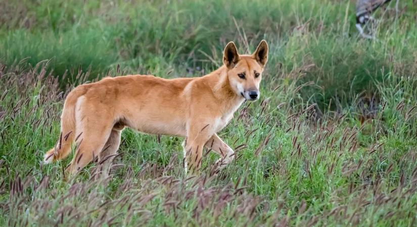 Ausztráliában elaltatnak egy dingófalkát, amelynek köze lehet a fiatal kanadai turista halálához