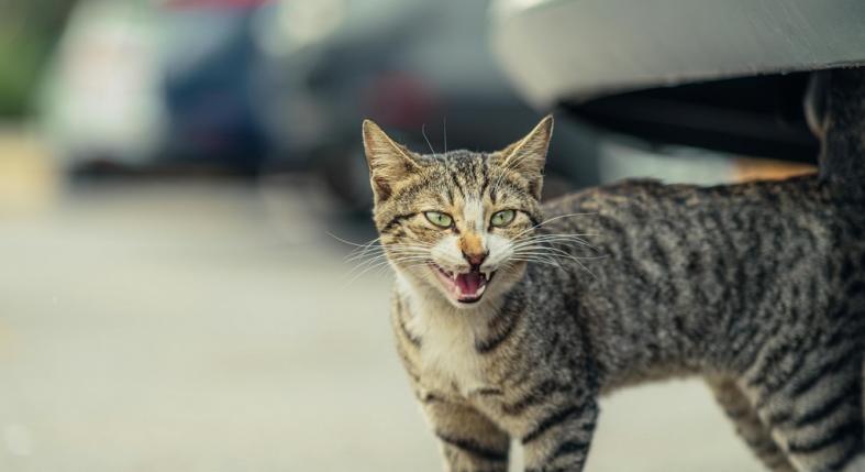 Így akarja tudatni a macskád veled, hogy stresszes és egyedül érzi magát