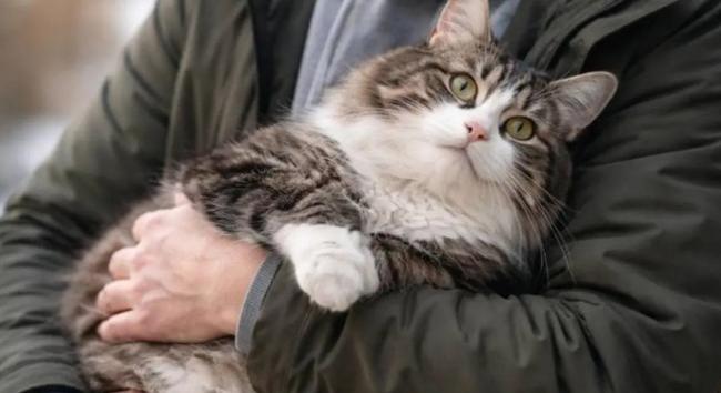 Macskája halála miatt vett ki betegszabadságot, mégis elbocsátották – a döntés 40 ezer eurójába került a munkáltatónak