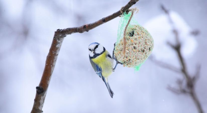 Te is eteted a madarakat? Akkor erre vigyázz, mert nagy bajt okozhatsz!