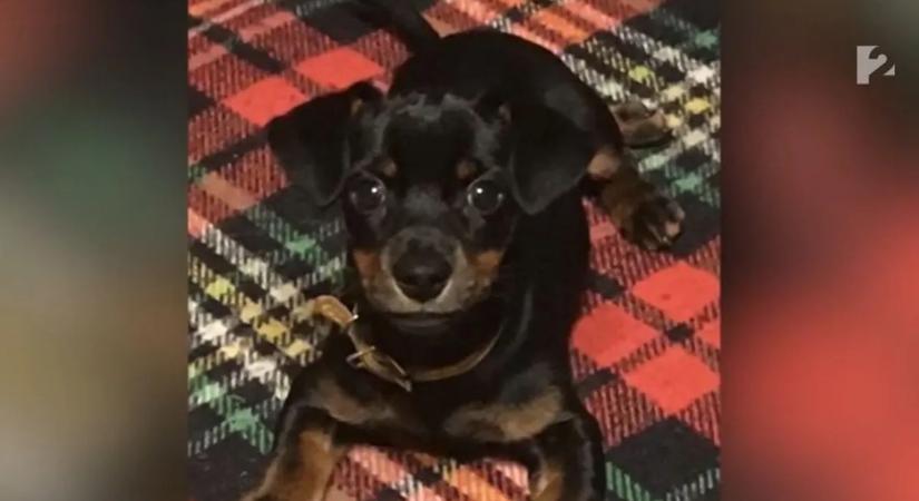 Újabb megdöbbentő állatkínzás: ezúttal egy tacskót használtak céltáblának