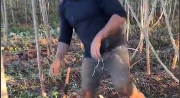 Érdekel, mi az a manióka? – A nap videója