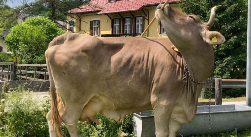 Eszközhasználó tehéntől esett le a tudósok álla