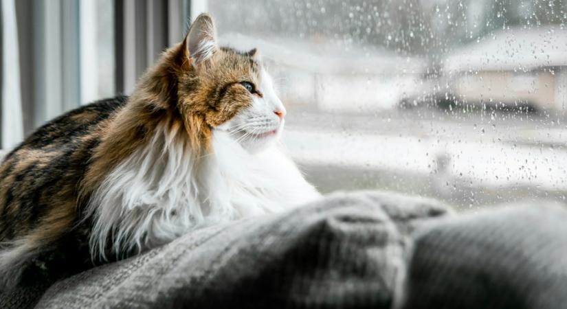 Időjárás 2026. január 26.: Enyhébb, de csapadékos idővel indul a hét