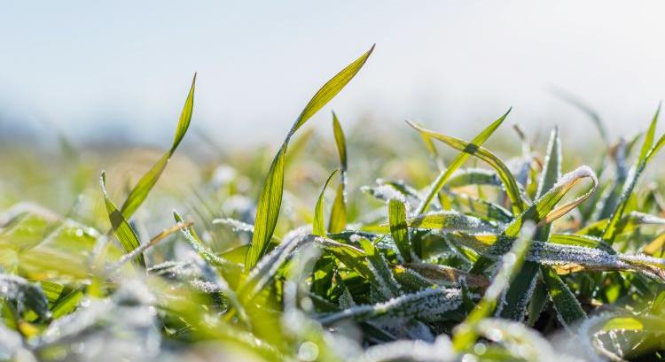 A tápelemek útja a talajból a növénybe