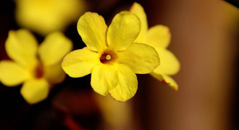 Téli illatok a kertben