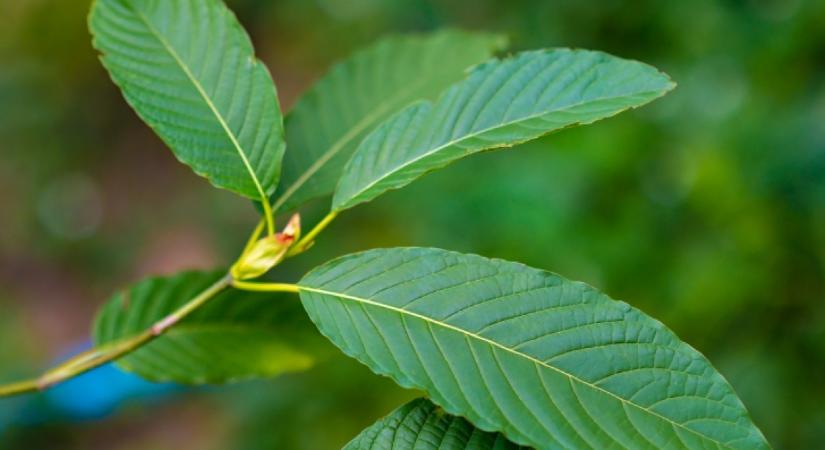 Ezt a gyógynövényt túl sokan fogyasztják, pedig veszélyesebb, mint a legtöbb gyógyszer