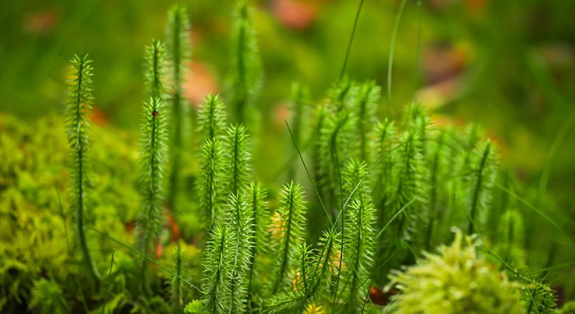 Védett növények: a részegkorpafű