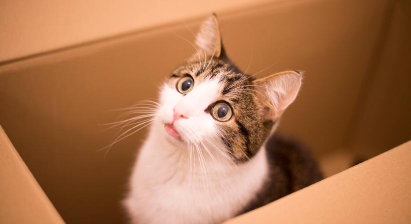 6 szokás, amivel gyakran összezavarjuk macskáinkat