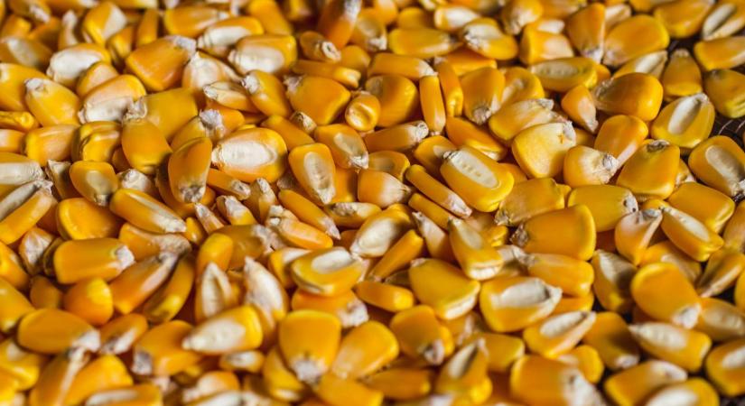 Az évszázad üzlete? 4000 tonna GMO-mentes kukoricát keres a piac